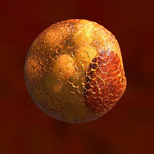 Brown Fat Cell Lipocyte Adipocyte Mammalian