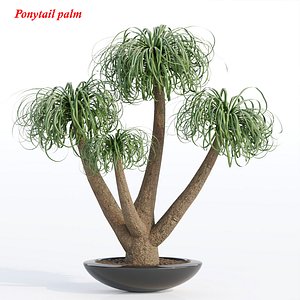 ponytail palm vol 71 3D model