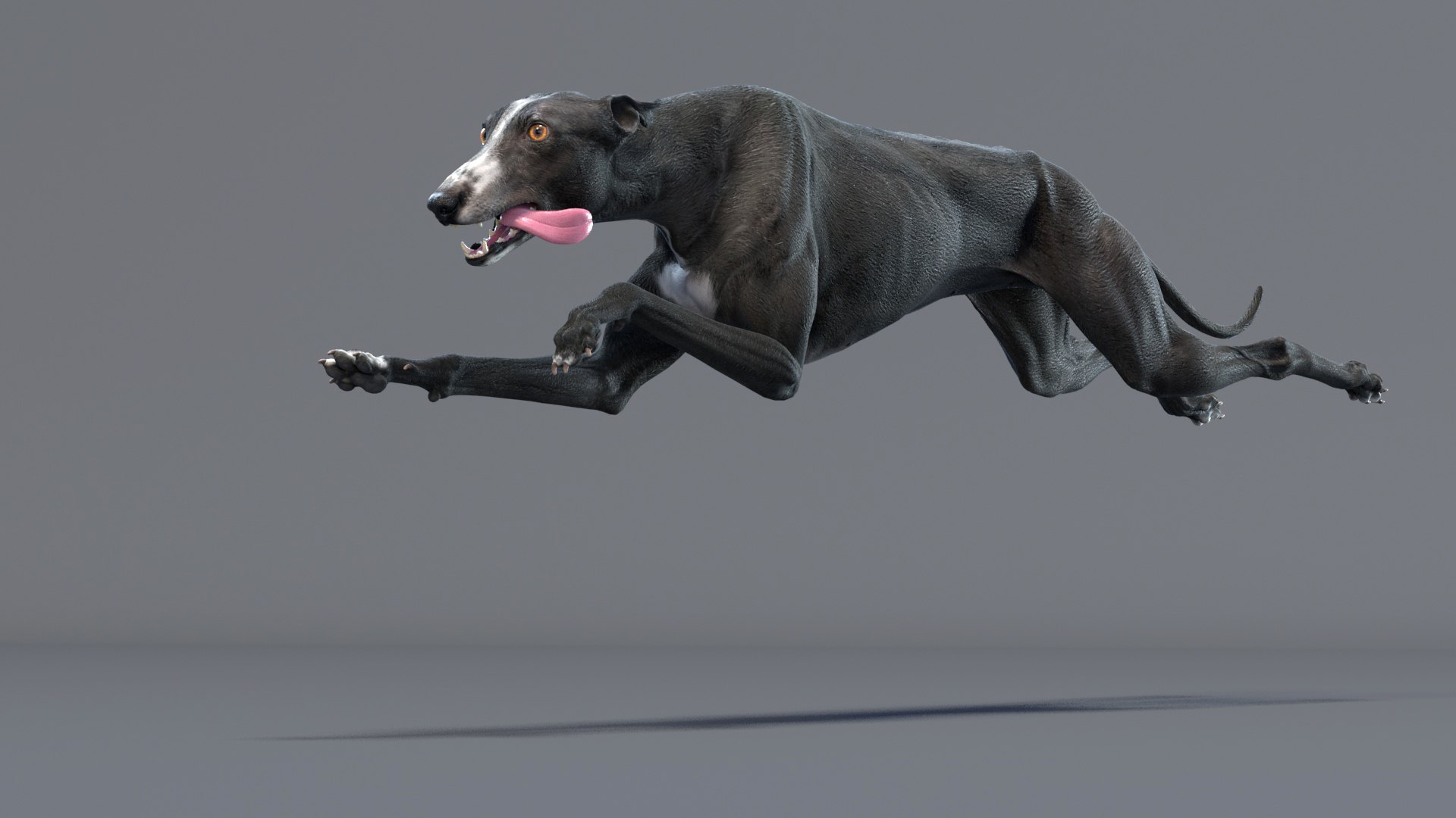 3D Realistic Greyhound Rigged Model - TurboSquid 1515353