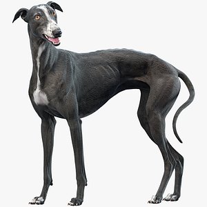 3D realistic greyhound rigged model