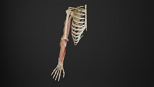 3D Human Anatomy-Right upper limb anterior view