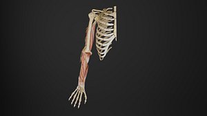 Human Anatomy-Right upper limb anterior view