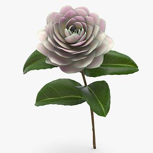 Blooming Camelia Flower model