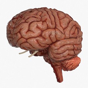 Brain Human with Anatomical Organs