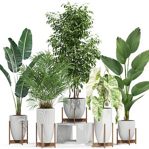 3D Plants collection 605 model