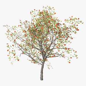 3D apricot fruity model