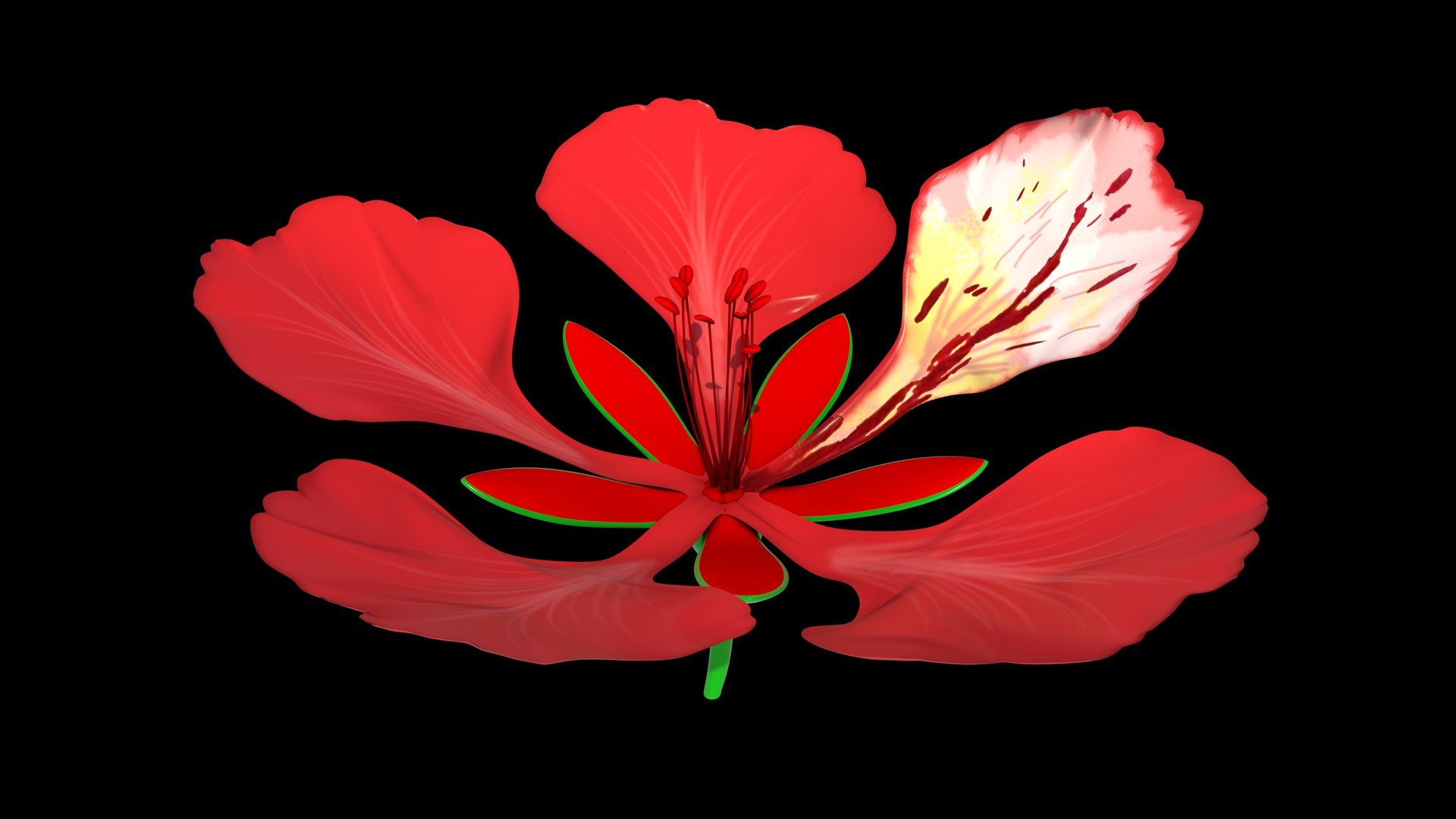 Gulmohar Flower Zygomorphic 3D Model TurboSquid 2220137