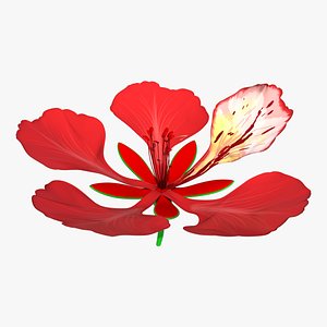 gulmohar flower zygomorphic 3D model