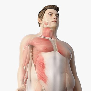 3D skin obese male anatomy model