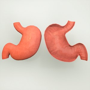stomach human anatomy 3D model