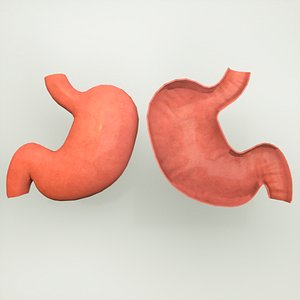 stomach human anatomy