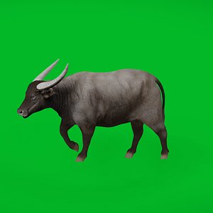 Asian Wild Water Buffalo