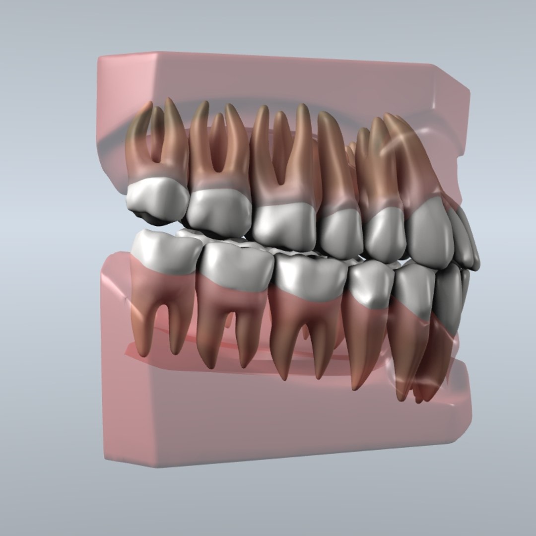 3d Model Dentist Teeth Gums Modeled