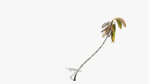 3D cocos coconut palm tree tropical