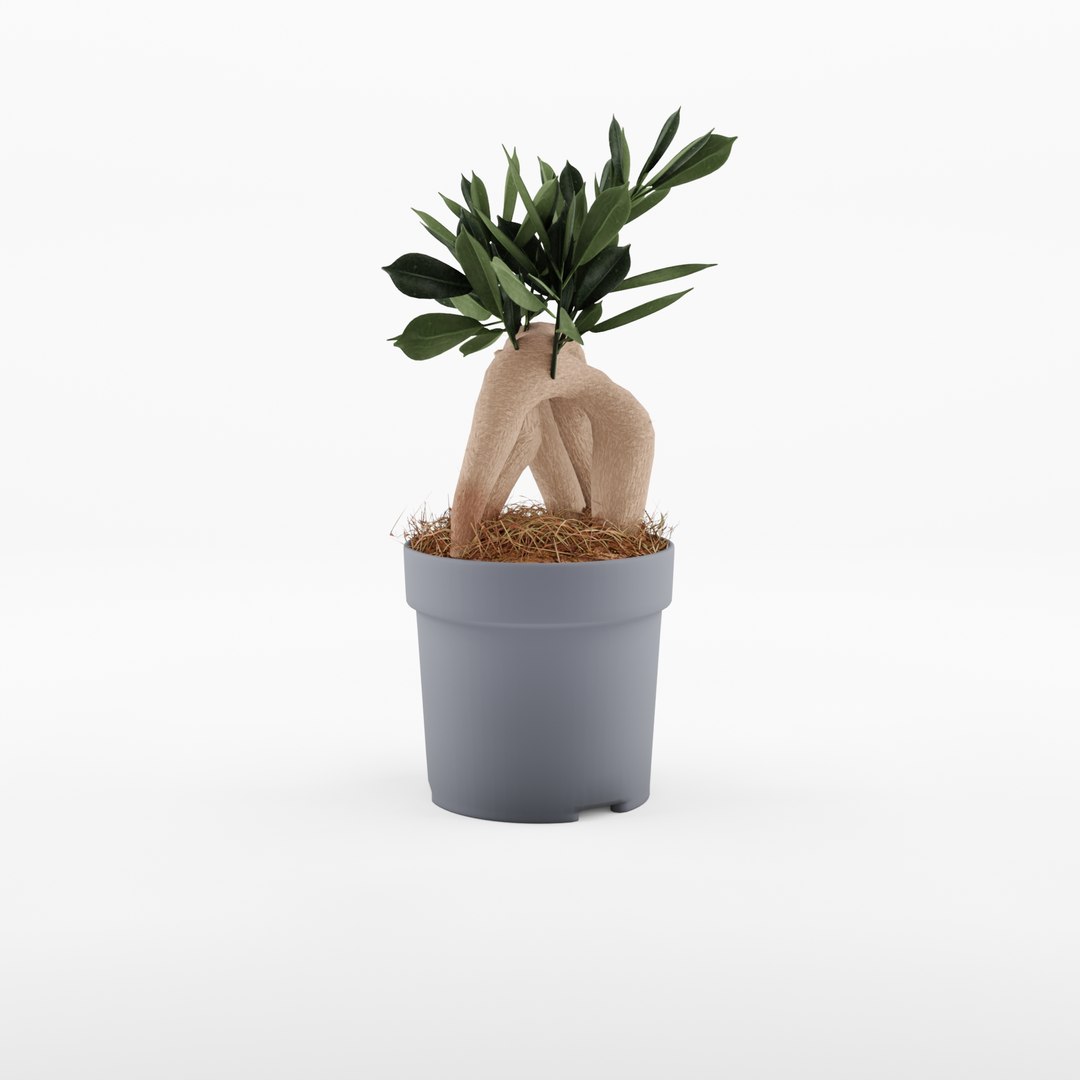 3D model Ficus Microcarpa Ginseng https://p.turbosquid.com/ts-thumb/gX/KwbW0p/35/preview_2/jpg/1720435583/1920x1080/fit_q87/422bf322e65df8556fcc939c099b38915caba6bc/preview_2.jpg
