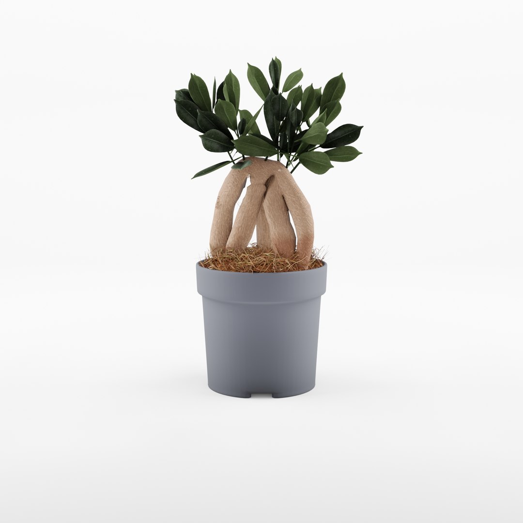 3D model Ficus Microcarpa Ginseng https://p.turbosquid.com/ts-thumb/gX/KwbW0p/Mv/preview_3/jpg/1720435588/1920x1080/fit_q87/31c67e5b4cb10ec65ee1b1c11ca4dbe902d68195/preview_3.jpg