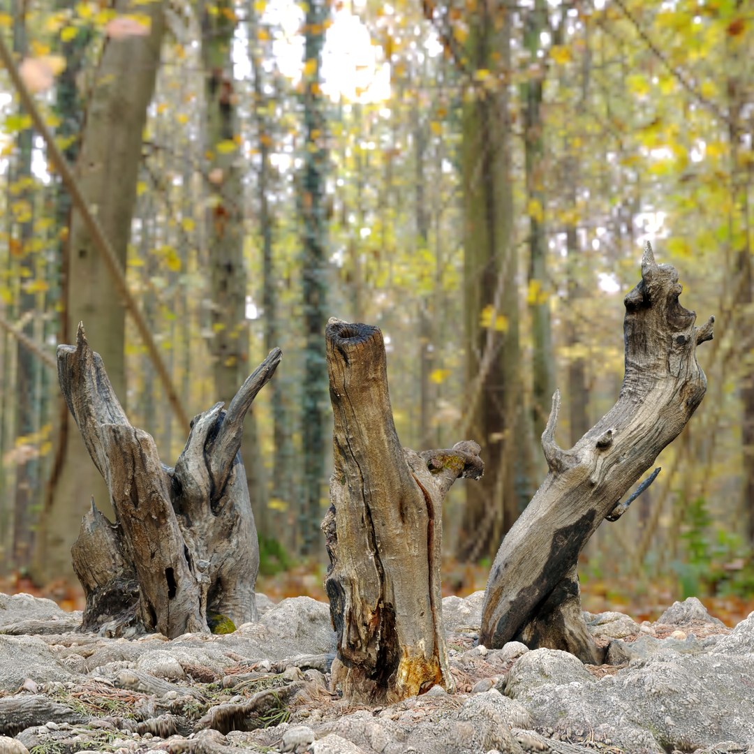 3D Tree stump pack 02 model TurboSquid 1947819
