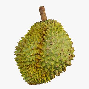 Durian model