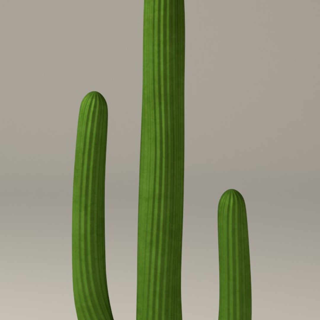 3dsmax cactus https://p.turbosquid.com/ts-thumb/gX/x304kG/FtCkVvfH/cactus08b/jpg/1325859934/1920x1080/fit_q87/6e2458f50b9e64748a665c94adaa07110aa98c0b/cactus08b.jpg