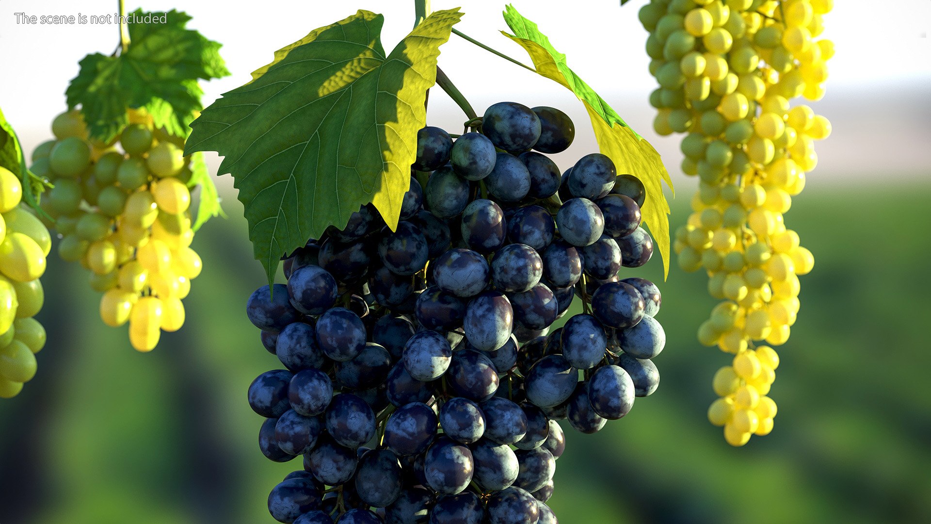 Grapes Collection 7 3D model https://p.turbosquid.com/ts-thumb/gY/AQCRl7/6T/grapes_collection_7_028/jpg/1710749582/1920x1080/fit_q87/ef340765a991a504e0dc3dd1ed88ac0b47ec17d3/grapes_collection_7_028.jpg