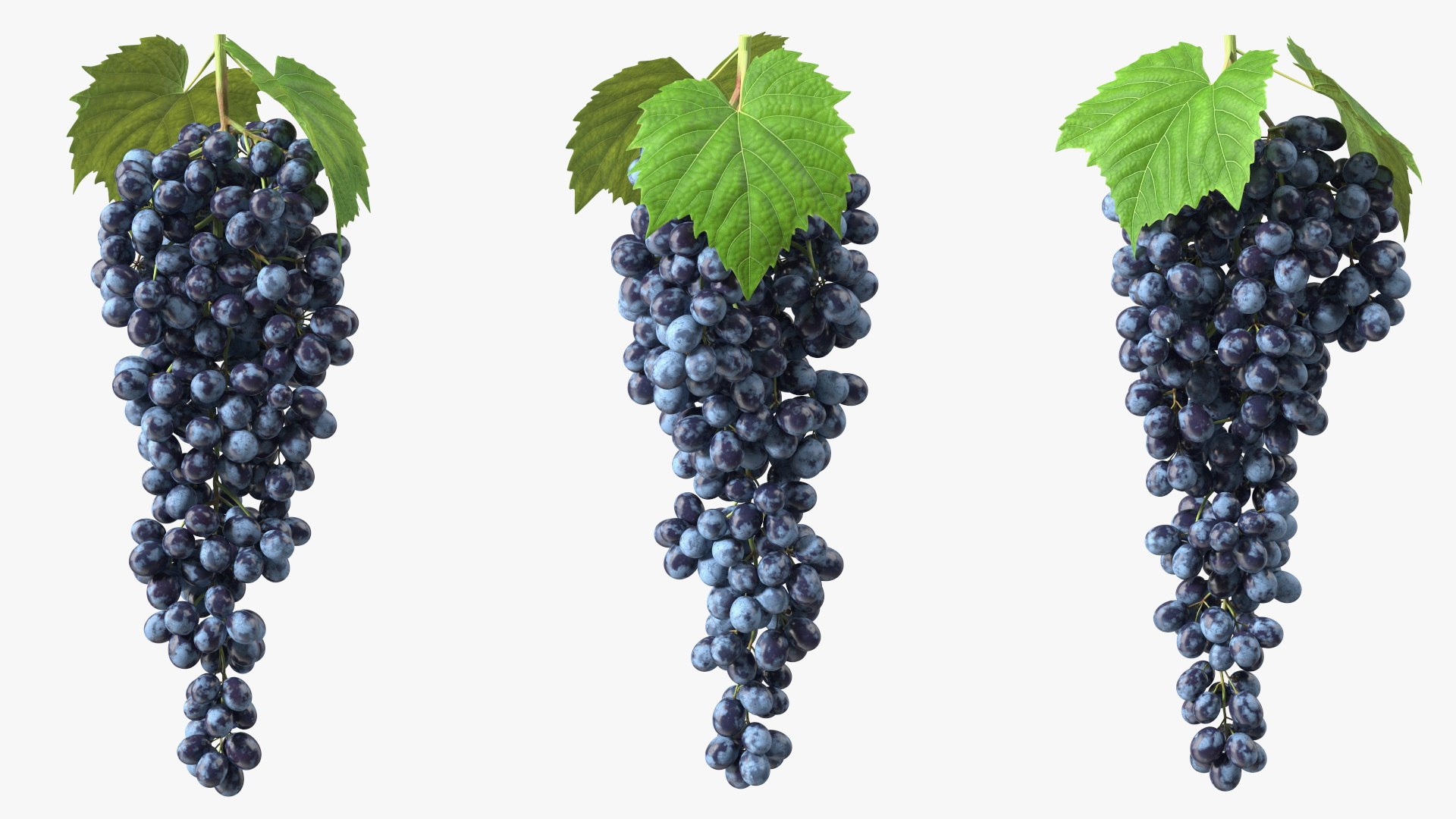 Grapes Collection 7 3D model https://p.turbosquid.com/ts-thumb/gY/AQCRl7/Bn/grapes_collection_7_037/jpg/1710749586/1920x1080/fit_q87/d2a94bd854781625e34c5d0ee47fa129fc6e3842/grapes_collection_7_037.jpg