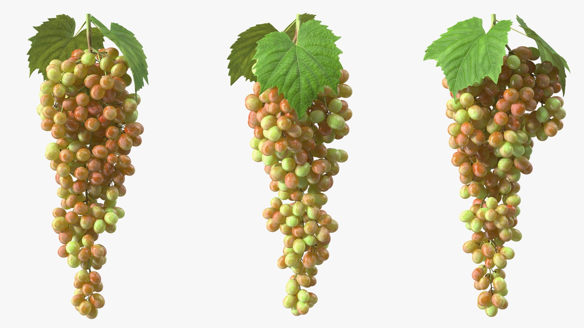 Grapes Collection 7 3D model https://p.turbosquid.com/ts-thumb/gY/AQCRl7/HV/grapes_collection_7_022/jpg/1710749576/1920x1080/fit_q87/e720ce61fc784a3bdc4ac45f7d803a2a509e94f8/grapes_collection_7_022.jpg