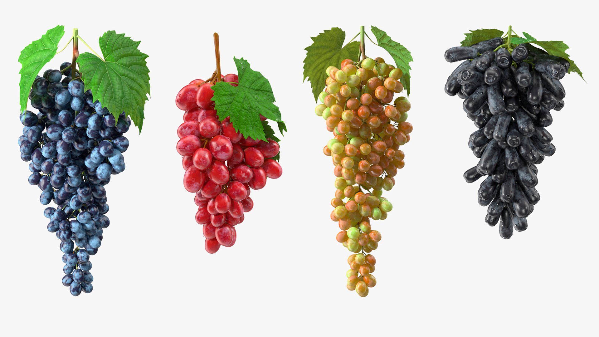 Grapes Collection 7 3D model https://p.turbosquid.com/ts-thumb/gY/AQCRl7/IA/grapescollection73dmodel001/jpg/1710511236/1920x1080/fit_q87/873dc44ccee01a80233b312ac8fdfc56e53a3a63/grapescollection73dmodel001.jpg