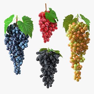 Grapes Collection 7 3D model