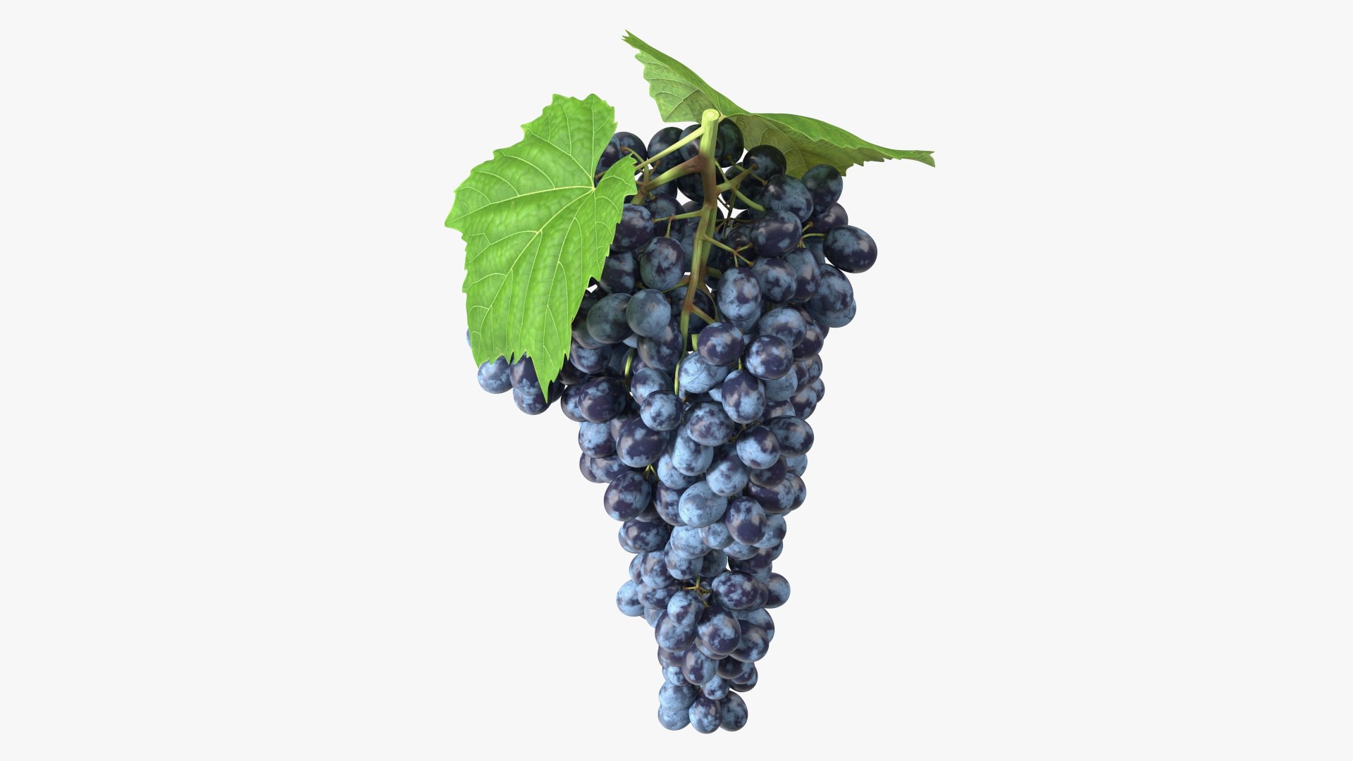 Grapes Collection 7 3D model https://p.turbosquid.com/ts-thumb/gY/AQCRl7/XM/grapes_collection_7_036/jpg/1710749586/1920x1080/fit_q87/920385aae3c60b080ba18ab4823dc35a7add119e/grapes_collection_7_036.jpg