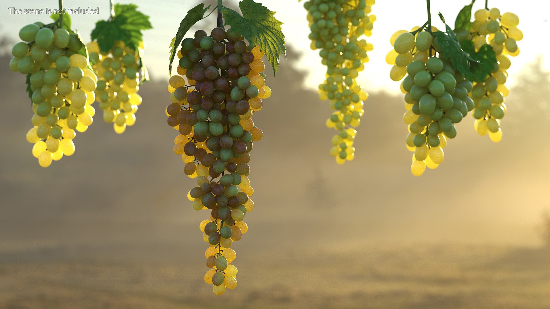 Grapes Collection 7 3D model https://p.turbosquid.com/ts-thumb/gY/AQCRl7/dF/grapes_collection_7_013/jpg/1710749570/1920x1080/fit_q87/b01280556e4185d93432bcc43da25f552f4dbfc3/grapes_collection_7_013.jpg