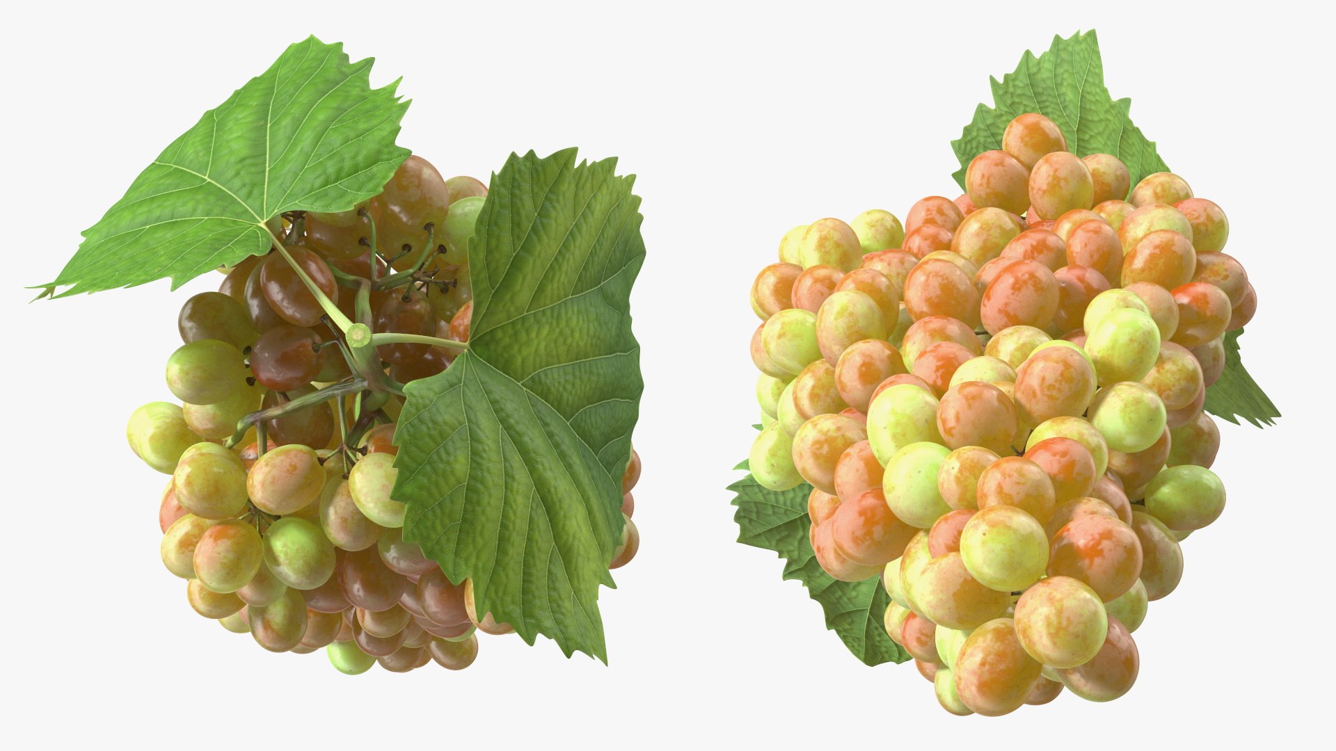 Grapes Collection 7 3D model https://p.turbosquid.com/ts-thumb/gY/AQCRl7/ld/grapes_collection_7_024/jpg/1710749578/1920x1080/fit_q87/ae1d4fd59b1116ed932518db936f7492dc70813e/grapes_collection_7_024.jpg