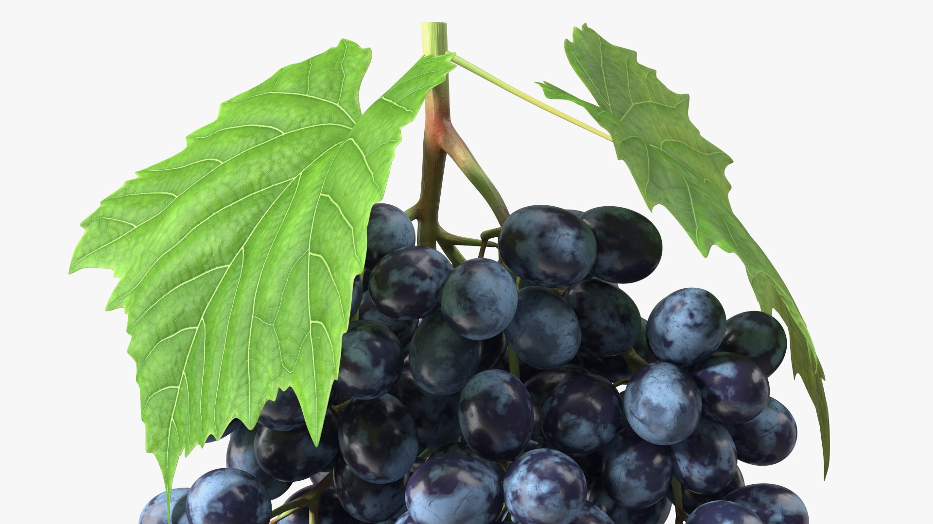 Grapes Collection 7 3D model https://p.turbosquid.com/ts-thumb/gY/AQCRl7/mT/grapes_collection_7_038/jpg/1710749587/1920x1080/fit_q87/d250e7f6f972bf9017276d98cb4b2f375e752b66/grapes_collection_7_038.jpg