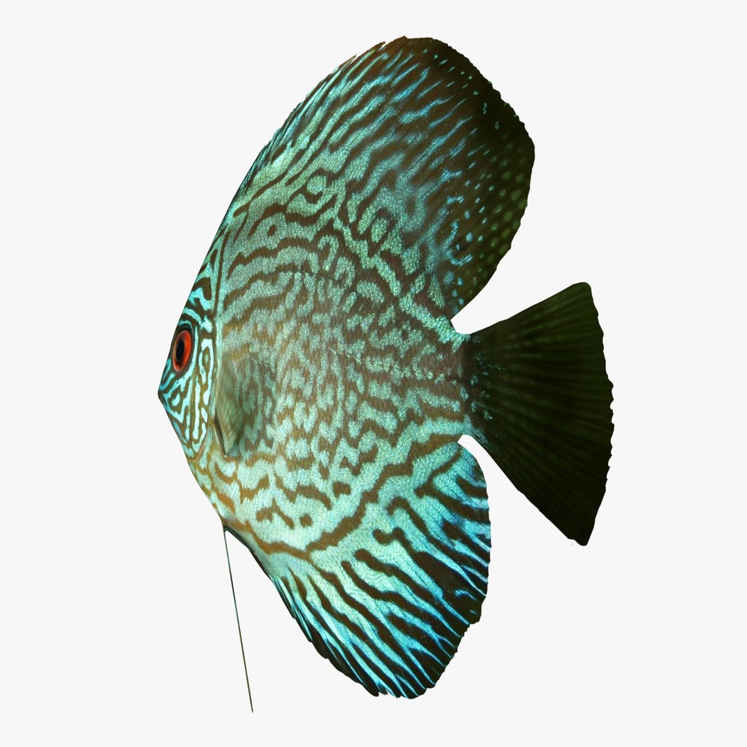3d discus fish model