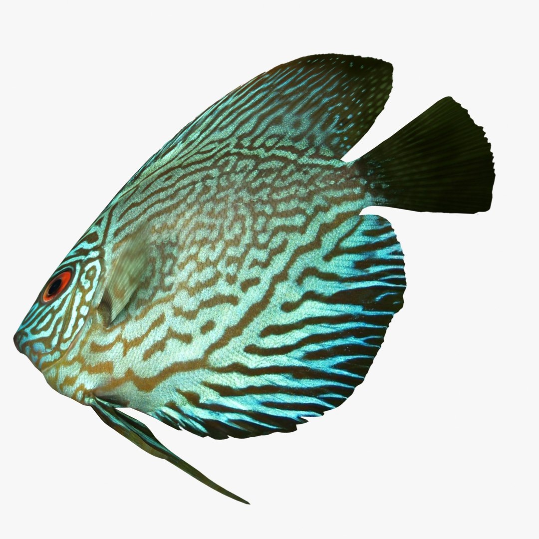 3d discus fish model