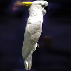 Parrot