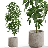Plants collection 553