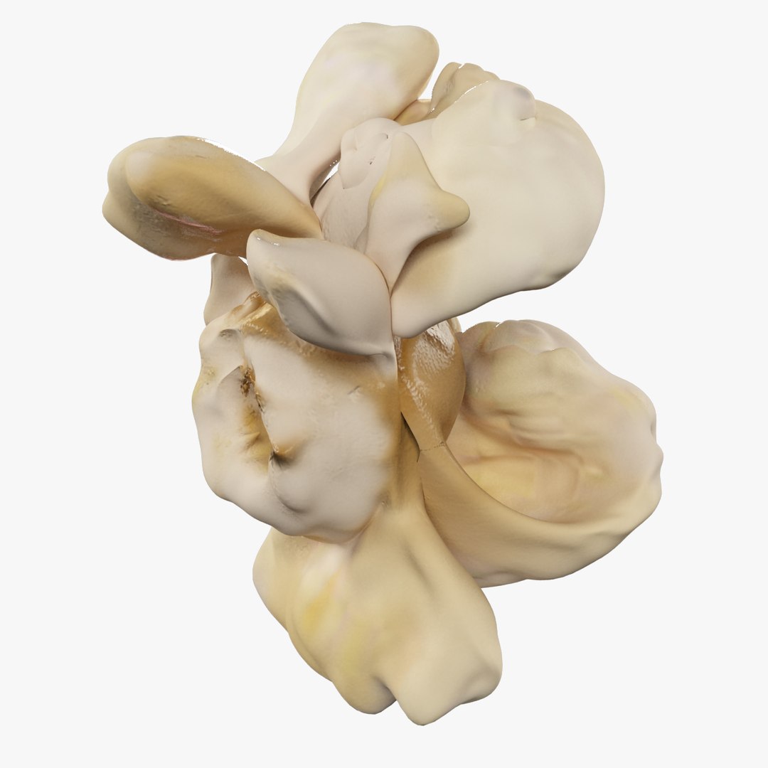 3d max popcorn piece https://p.turbosquid.com/ts-thumb/gY/RPRBf8/tVkBRSjR/000copy/jpg/1480442429/1920x1080/fit_q87/db98822d3cfac2eae551049cf462ce98ab752782/000copy.jpg