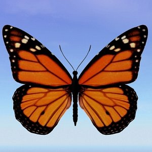 butterfly monarch 3d model