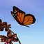 Monarch.obj