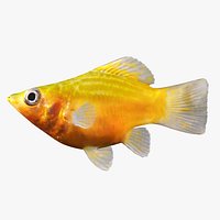 Female Gold Molly