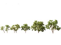 Cinchona officinalis - Quinine
