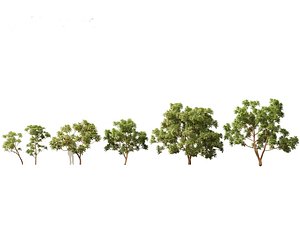 Cinchona officinalis - Quinine