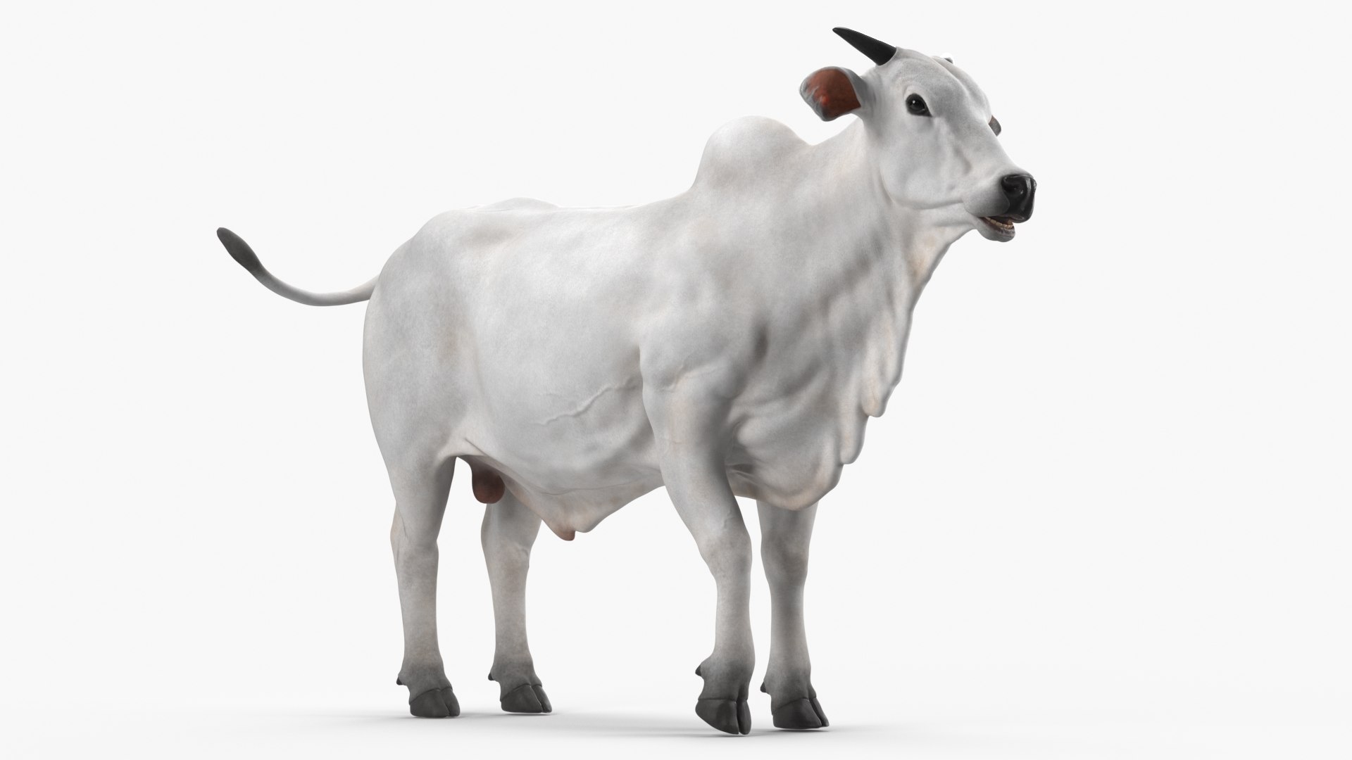 Ongole Cattle Male Rigged 3D model preview