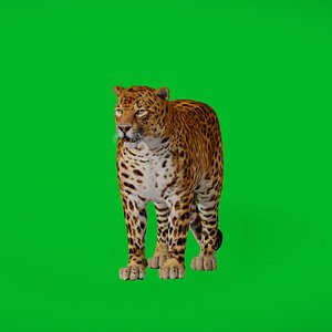 Northern Chinese Leopard 3D model
