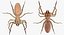 Rigged Spiders Collection 3 for Maya 3D model