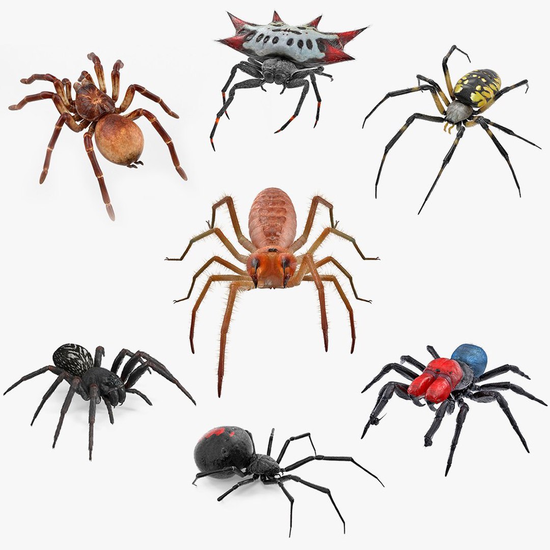 Rigged Spiders Collection 3 for Maya 3D model https://p.turbosquid.com/ts-thumb/gY/ob1Ctd/hn/rigged_spiders_collection_3_for_maya_000/jpg/1723621408/1920x1080/fit_q87/d28b137acf5b7983f269c2ba5ce0ca4cede42a21/rigged_spiders_collection_3_for_maya_000.jpg