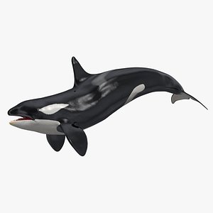 3D killer whale swimming pose