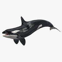 Killer Whale Swimming Pose