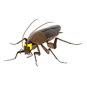 cockroach radioactive animation 3D model