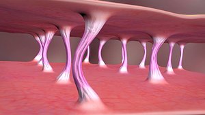 Collagen2